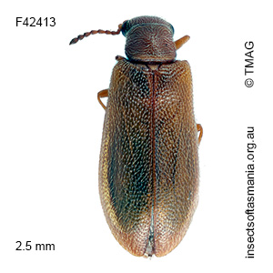 Trichosalpingus fumatus