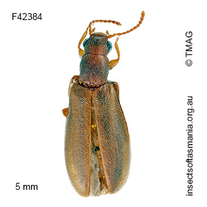 Trichosalpingus lateralis