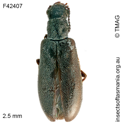 Trichosalpingus-niger Trichosalpingus niger
