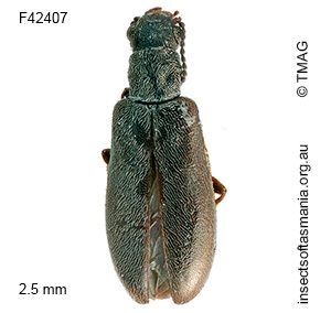 Trichosalpingus niger