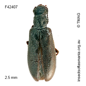 Trichosalpingus niger