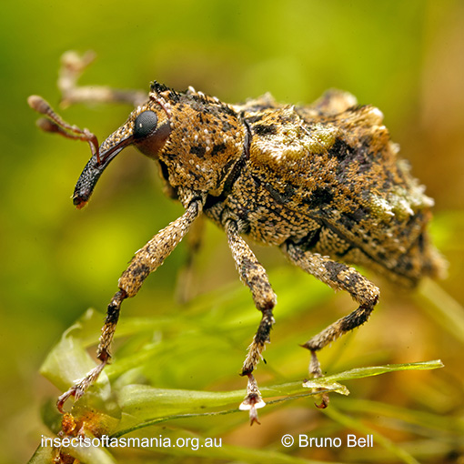 Tychreus-camelus_a Tychreus camelus
