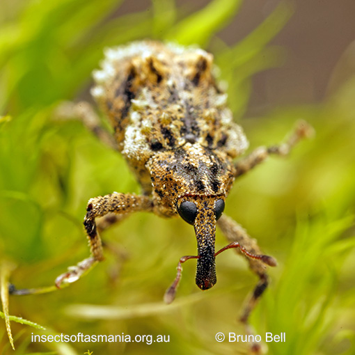 Tychreus-camelus_b Tychreus camelus