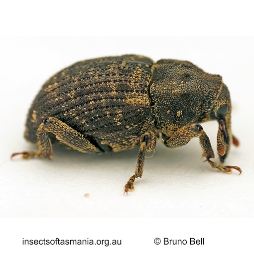 Wiburdia-scrobiculata Wiburdia scrobiculata