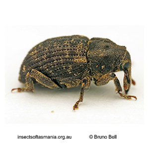 Wiburdia scrobiculata