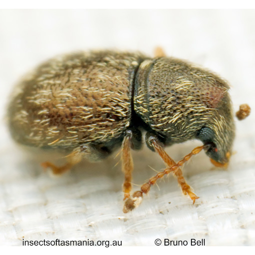 Xynotropis micans