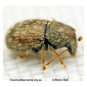 Xynotropis micans