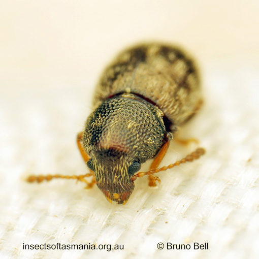 Xynotropis micans