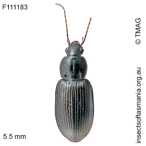 Zeodera-gagatina Zeodera gagatinus