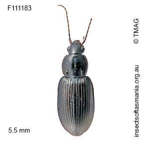 Zeodera gagatinus