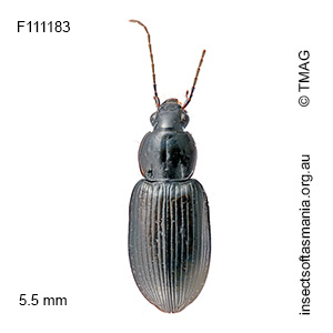 Zeodera gagatinus