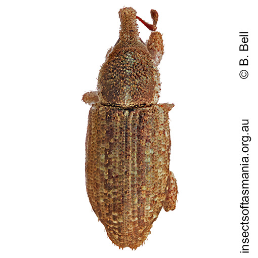 Ethadomorpha-unplaced Ethadomorpha