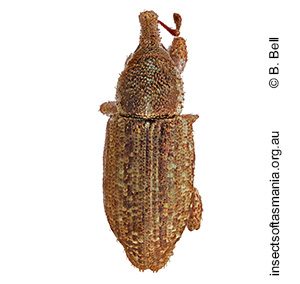 Ethadomorpha unplaced