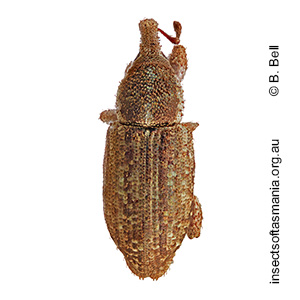 Ethadomorpha unplaced