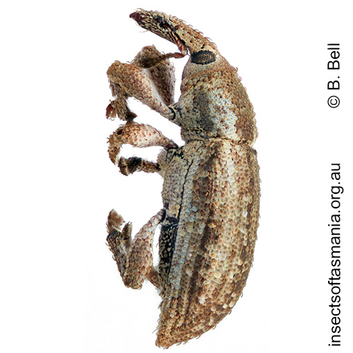 Ethadomorpha-unplaced_a Ethadomorpha