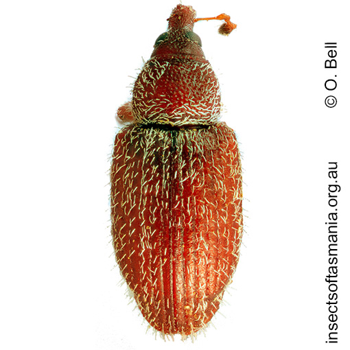 Hibberticola punctulatus