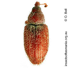 Hibberticola punctulatus