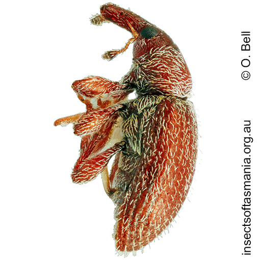 Hibberticola punctulatus