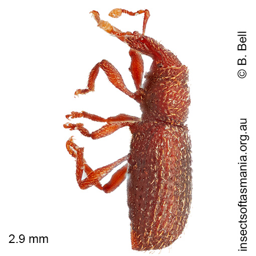 Listroderini gen nr Tasmanica Bell sp nov