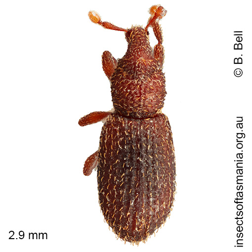 Listroderini gen nr Tasmanica Bell sp nov