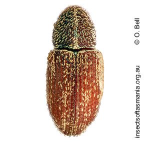 Micraonychus decipiens