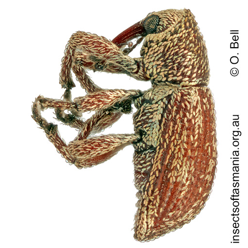 Micraonychus decipiens
