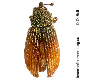 Misophrice nigripes