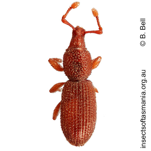 Tasmanica sp OB17A