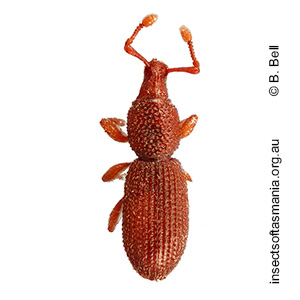 Tasmanica sp OB17A