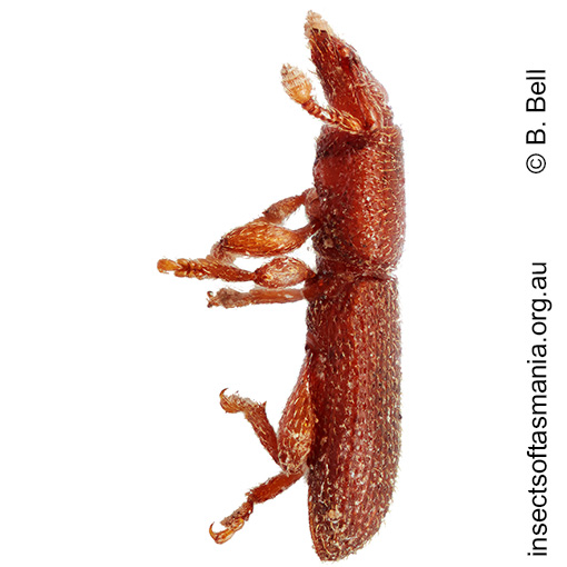 Tasmanica sp OB17A