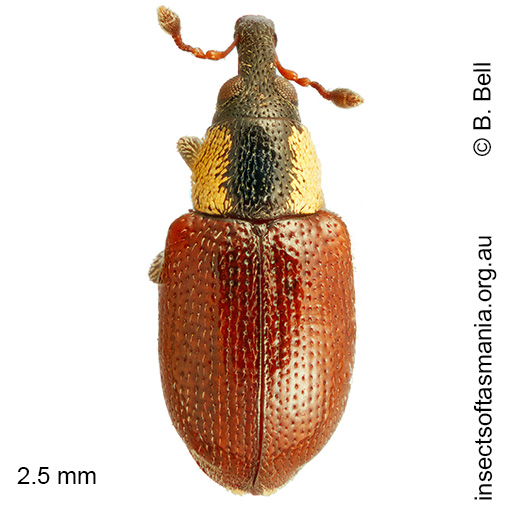 Thaumastophasis BELL sp nov