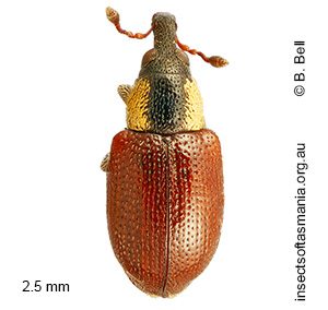 Thaumastophasis BELL sp nov
