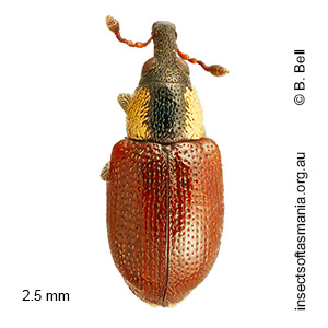 Thaumastophasis BELL sp nov
