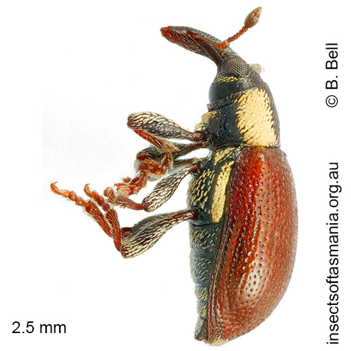 Thaumastophasis BELL sp nov