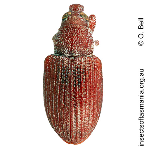 Thaumastophasis cf blackburni