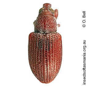 Thaumastophasis cf blackburni