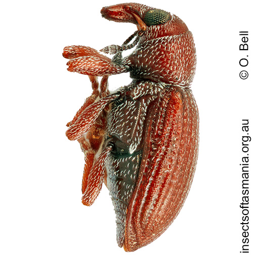 Thaumastophasis cf blackburni