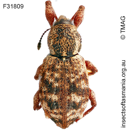 Aoplocnemis-ECZ-sp-n Aoplocnemis ECZ sp nov