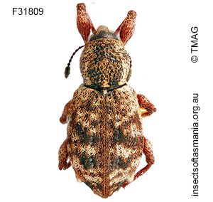 Aoplocnemis ECZ sp 01