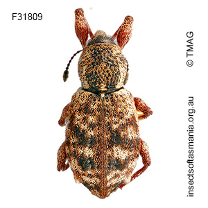 Aoplocnemis ECZ sp 01