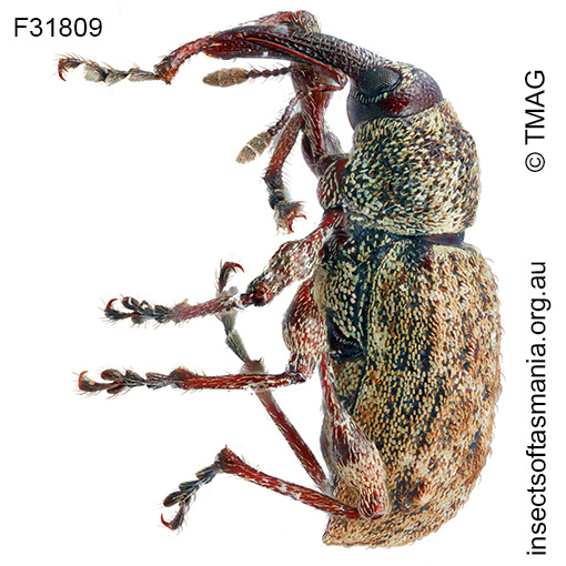 Aoplocnemis-ECZ-sp-n_a Aoplocnemis ECZ sp nov