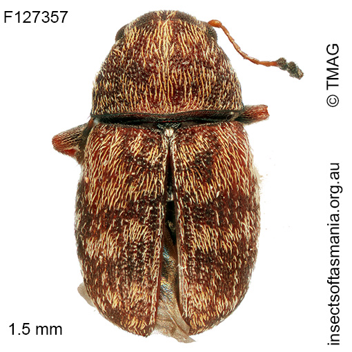 Araecerus sp TMAG_F127473