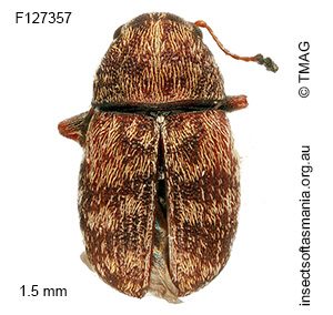 Araecerus sp TMAG_F127473