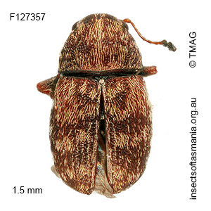 Araecerus sp TMAG_F127473