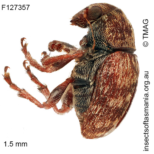 Araecerus sp TMAG_F127473