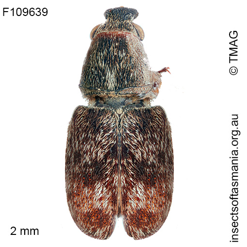 Cacophatus sericeus