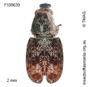 Cacephatus sericeus