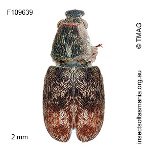 Cacephatus sericeus