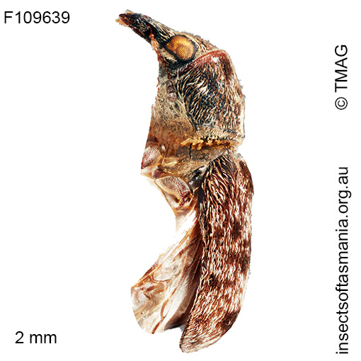 Cacophatus sericeus