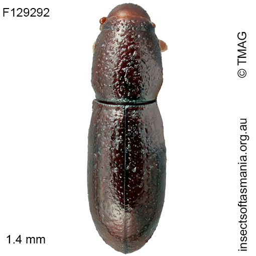 Conlonia litoralis
